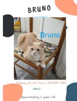 Rescue American Shorthair Cats for Adoption in Ridgway, Pennsylvania - Bruno | PetCurious