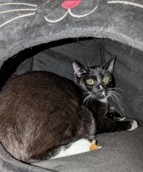 Domestic Short Hair Cats Available for Adoption - Asrai | PetCurious