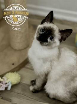 Siamese Cats Available for Adoption - Latte | PetCurious