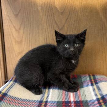 Domestic Short Hair Cats Available for Adoption in Fargo, North Dakota - Rocoto | PetCurious