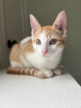 Peanut Butter -  Domestic Short Hair Cat for Adoption in Newtown Square, Pennsylvania - Peanut Butter | PetCurious
