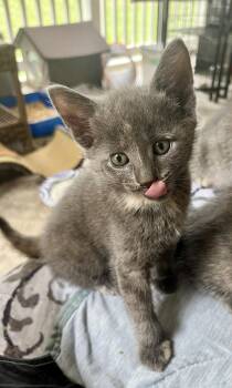 Posey -  Dilute Tortoiseshell Cat for Adoption in Rural Hall, North Carolina - Posey | PetCurious