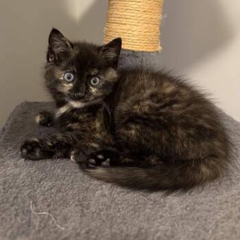 Jolene -  Domestic Long Hair Cat for Adoption in Delaware, Ohio - Jolene | PetCurious