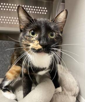 Miss Coco Peru -  Domestic Short Hair Cat for Adoption in Nashville, Tennessee - Miss Coco Peru | PetCurious