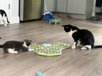 Gus Gus & his mama Georgia -  Domestic Short Hair Cat for Adoption in Canton, Massachusetts - Gus Gus & His Mama Georgia | PetCurious