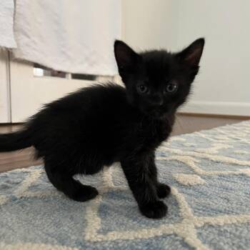 Maelle -  Domestic Short Hair Cat Available for Adoption in Houston, Texas - Maelle | PetCurious