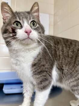 Domestic Short Hair Cats Available for Adoption in San Antonio, Texas - Jack | PetCurious