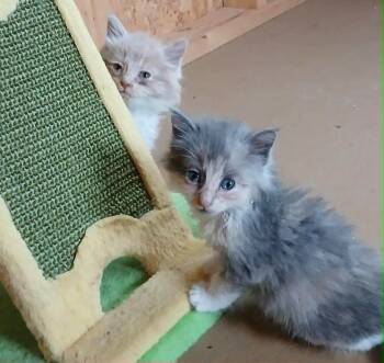 Sandy -  Domestic Medium Hair Cat for Adoption in Little Mountain, South Carolina - Sandy | PetCurious