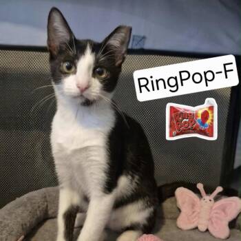 Ring Pop -  Domestic Short Hair Cat for Adoption in Lutz, Florida - Ring Pop | PetCurious