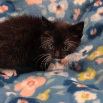 Domestic Medium Hair Cats Available for Adoption in Eureka Springs, Arkansas - Sylvester | PetCurious