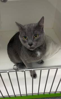 Pongo -  American Shorthair Cat for Adoption in Greenfield, Indiana - Pongo | PetCurious