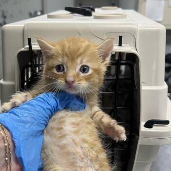 Domestic Short Hair Cats Available for Adoption in Summerville, South Carolina - Rise Vibes | PetCurious