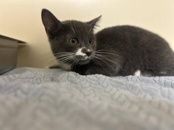Asher -  Domestic Short Hair Cat for Adoption in Lancaster, Pennsylvania - Asher | PetCurious