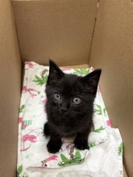 MANDARINO -  Domestic Short Hair Cat for Adoption in Las Vegas, Nevada - MANDARINO | PetCurious