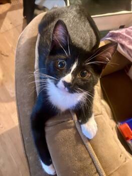 Rescue Domestic Short Hair Cats for Adoption in San Jacinto, California - Zelda | PetCurious