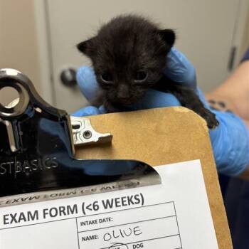 Olive -  Domestic Short Hair Cat for Adoption in Tempe, Arizona - Olive | PetCurious