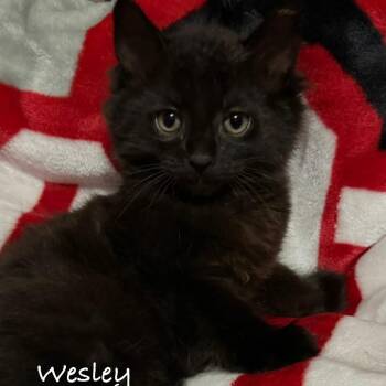 Domestic Short Hair Cats Available for Adoption in Lancaster, Ohio - Wesley | PetCurious
