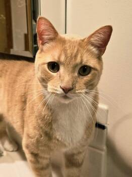 Rescue Domestic Short Hair and Tabby Cats for Adoption in Blaine, Minnesota - Carlos & Earl **Bonded Pair | PetCurious