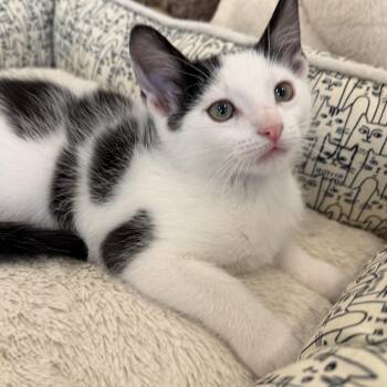 Cardinal -  Domestic Short Hair Cat for Adoption in Fountain Hills, Arizona - Cardinal | PetCurious