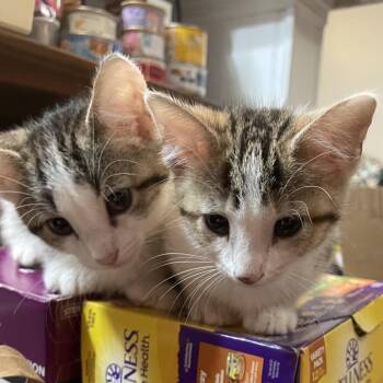 Cantaloupe -  Domestic Short Hair Cat for Adoption in Springboro, Ohio - Cantaloupe | PetCurious