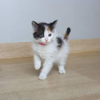 Domestic Long Hair Cats Available for Adoption in Minnetonka, Minnesota - Fritos C69055 | PetCurious