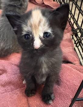 Pippi -  Domestic Short Hair Cat for Adoption in Scranton, Pennsylvania - Pippi | PetCurious