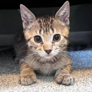 Han Solo -  Domestic Short Hair Cat for Adoption in San Tan Valley, Arizona - Han Solo | PetCurious