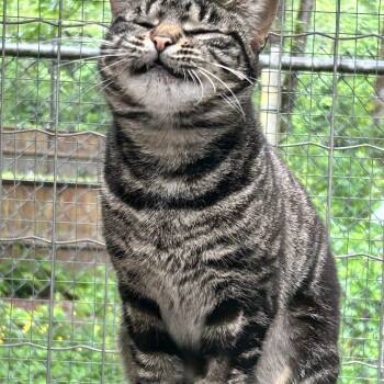 Rescue Tabby Cats for Adoption in Maple Ridge, British Columbia - Delmar And Valka (Bonded Siblings) | PetCurious