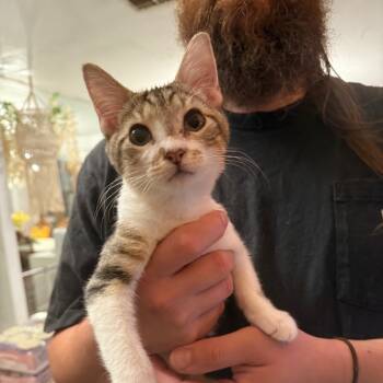 Rescue Domestic Short Hair Cats for Adoption in Port Richey, Florida - Ziggy | PetCurious