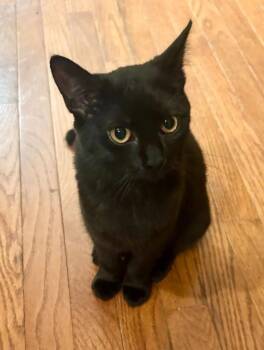 Fish Stick -  Domestic Short Hair Cat for Adoption in Dover, Delaware - Fish Stick | PetCurious