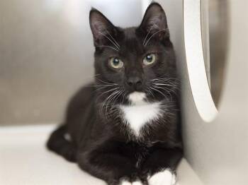FRODO -  Domestic Short Hair Cat for Adoption in Phoenix, Arizona - FRODO | PetCurious