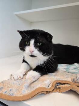 MIKE -  Domestic Short Hair Cat for Adoption in Indianapolis, Indiana - MIKE | PetCurious
