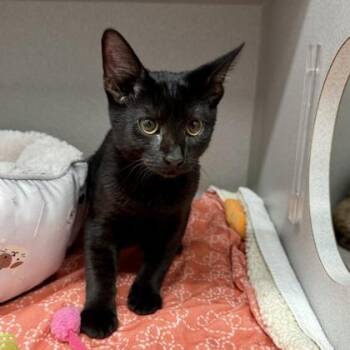 Uno -  Domestic Short Hair Cat for Adoption in Atlanta, Georgia - Uno | PetCurious