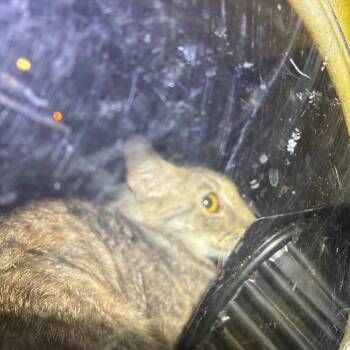 Grey 31 -  Domestic Short Hair Cat for Adoption in Philadelphia, Pennsylvania - Grey 31 | PetCurious