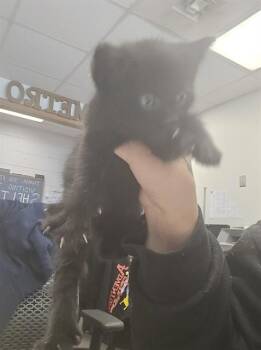 ASTRO -  Domestic Short Hair Cat for Adoption in Casper, Wyoming - ASTRO | PetCurious