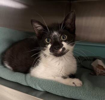 Roberta Base -  Domestic Short Hair Cat for Adoption in Ocala, Florida - Roberta Base | PetCurious