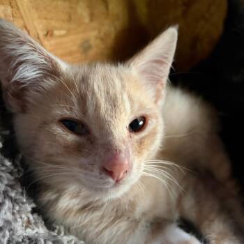 Butter -  Domestic Short Hair Cat for Adoption in Pleasanton, California - Butter | PetCurious