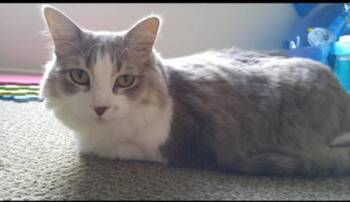 Rescue Domestic Medium Hair and Domestic Short Hair Cats for Adoption in Bellevue, Washington - Kiki | PetCurious