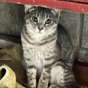 Rescue Domestic Short Hair Cats for Adoption in Baldwin, Wisconsin - Grayson (Female) | PetCurious