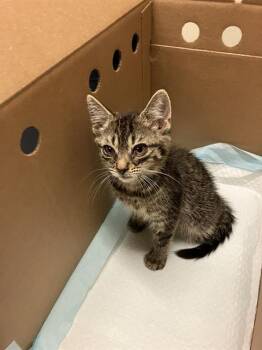 MILEY -  Domestic Short Hair Cat for Adoption in Long Beach, California - MILEY | PetCurious