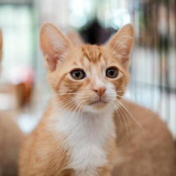 Domestic Short Hair Cats Available for Adoption in Atlanta, Georgia - Tarzan | PetCurious
