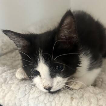 Peapod -  Domestic Short Hair Cat for Adoption in Phoenix, Arizona - Peapod | PetCurious