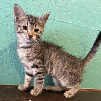 El Camino -  Domestic Short Hair Cat for Adoption in Hemet, California - El Camino | PetCurious