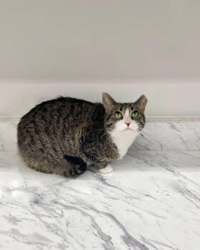 Rescue Domestic Short Hair Cats for Adoption in West Lawn, Pennsylvania - Citay | PetCurious