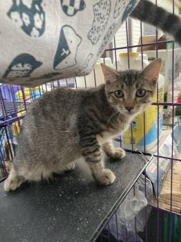 Pleasant Jones -  Domestic Short Hair Cat for Adoption in Chatham, Virginia - Pleasant Jones | PetCurious