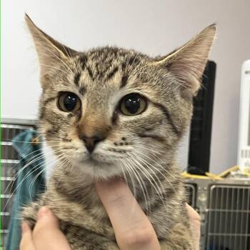 Huey -  Domestic Short Hair Cat for Adoption in Port Charlotte, Florida - Huey | PetCurious