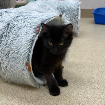 Turkey Tail -  Domestic Short Hair Cat for Adoption in Naperville, Illinois - Turkey Tail | PetCurious