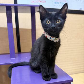 Domestic Short Hair Cats Available for Adoption in San Tan Valley, Arizona - Winston | PetCurious