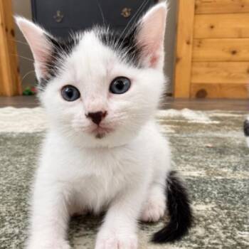 Bailey Purrfect Pearl Walker -  Domestic Short Hair Cat for Adoption in Friendswood, Texas - Bailey Purrfect Pearl Walker | PetCurious