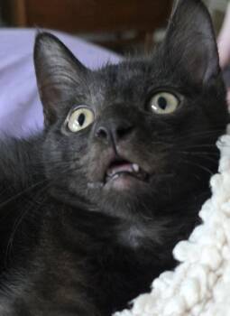 Ivan -  Domestic Short Hair Cat for Adoption in Dublin, Ohio - Ivan | PetCurious